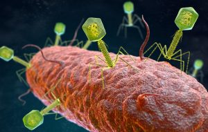 bacteriophages