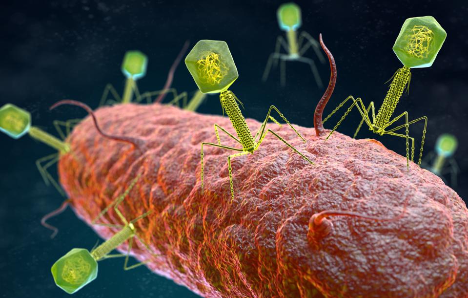 bacteriophages