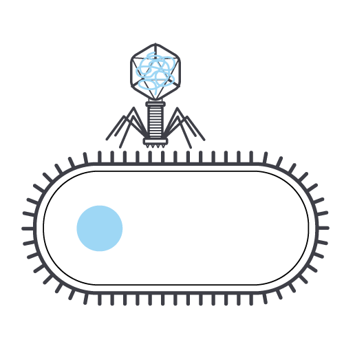 phage cycle 1
