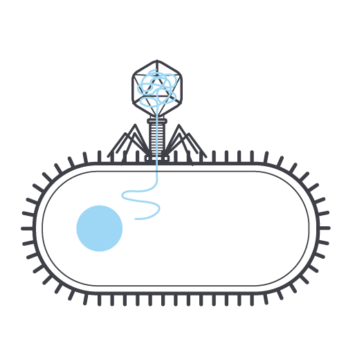 phage cycle 2
