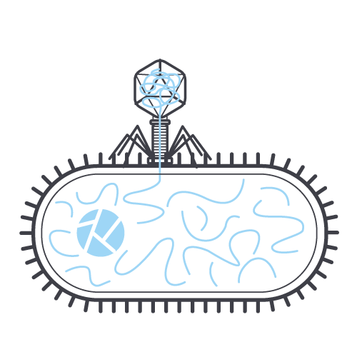 phage cycle 3