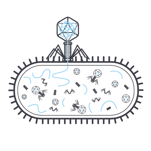 phage cycle 4